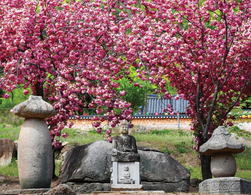 [크기변환]경산시 - 환성사 겹벚꽃 힐링 0.5 경산 관광(환성사2).jpg