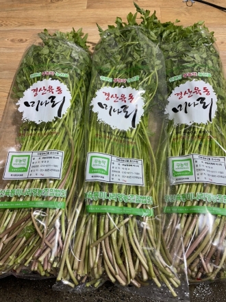 경산 육동 미나리 출하 한창, 봄철 입맛 돋워